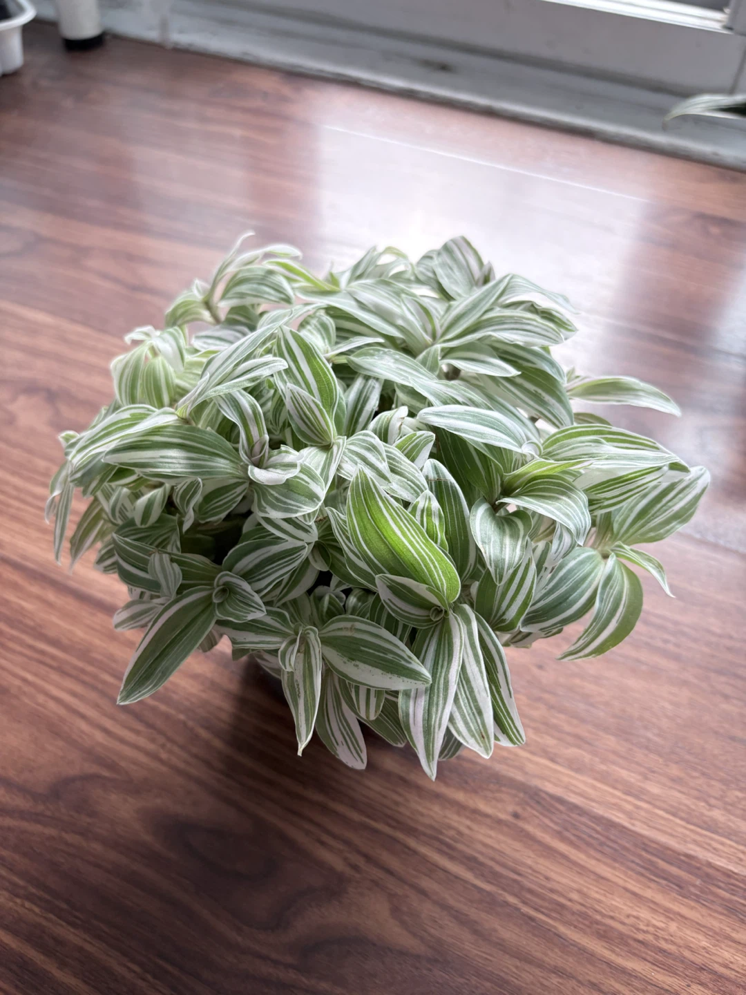 Tradescantia Zebrina Potted Plant