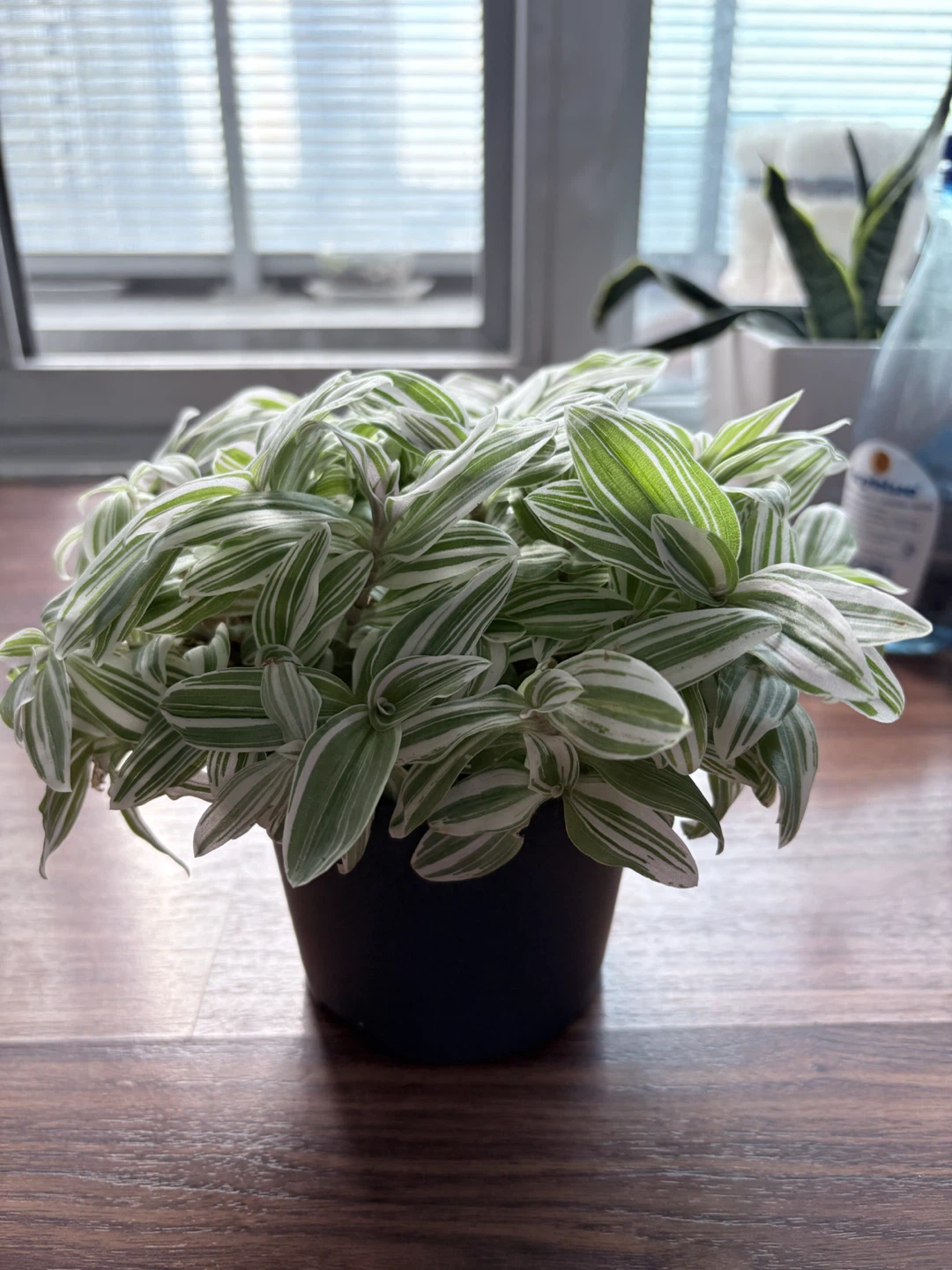 Tradescantia Zebrina Potted Plant - photo 2