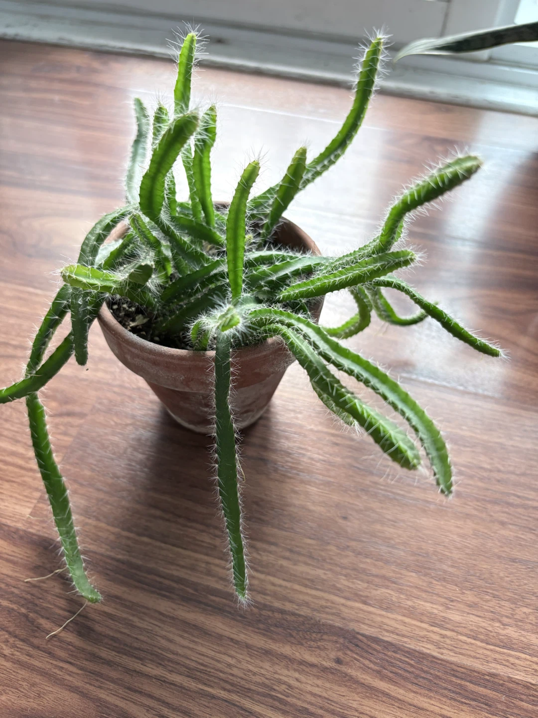 Dragon Fruit Cactus Plant