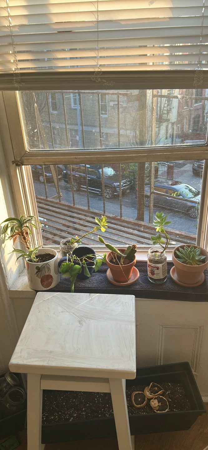 Assorted Potted Plants