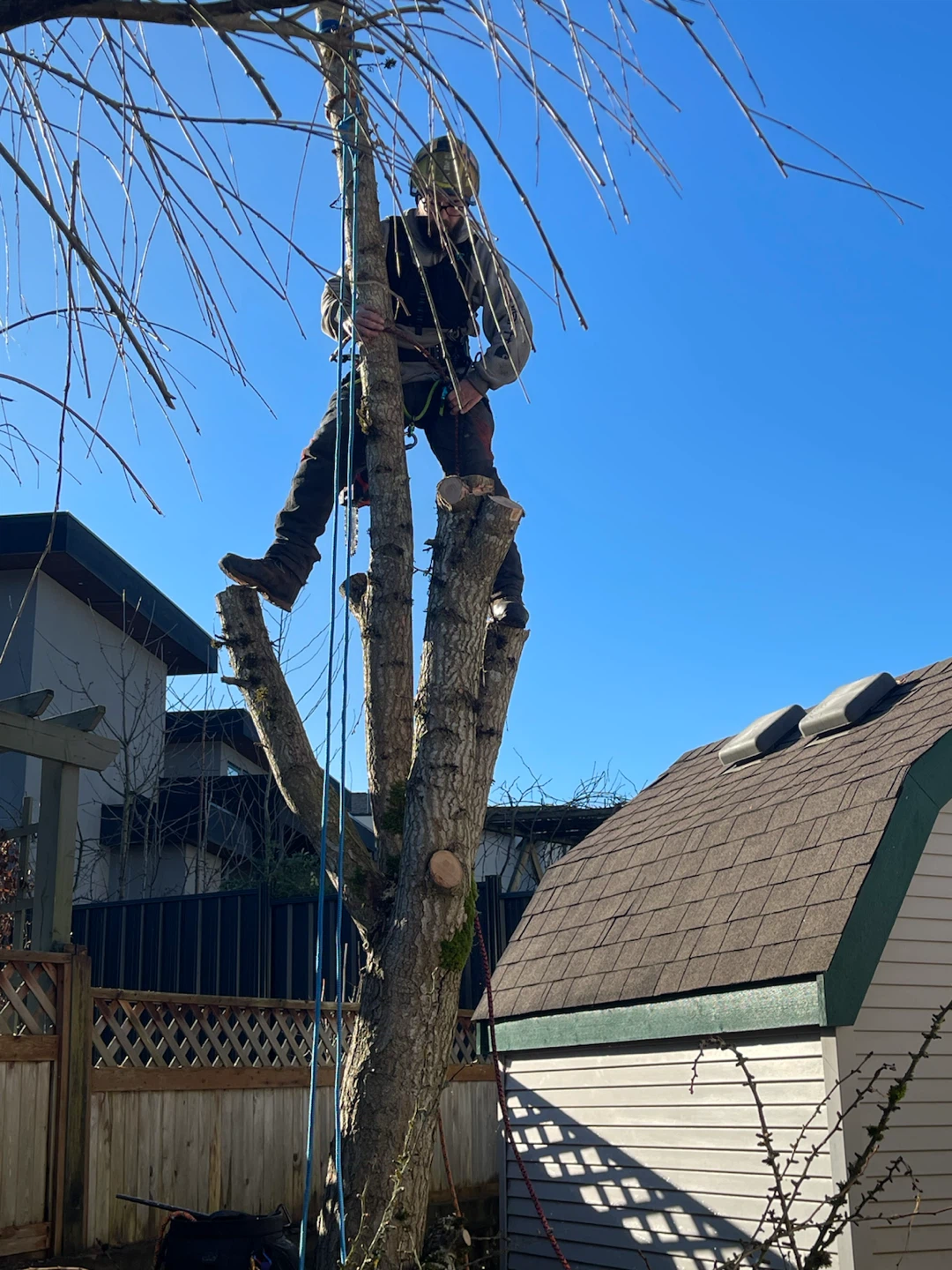 Tree/Hedge Service
