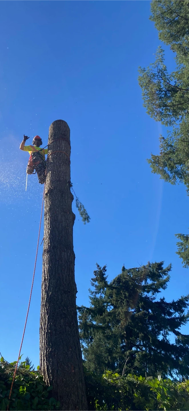 Tree work