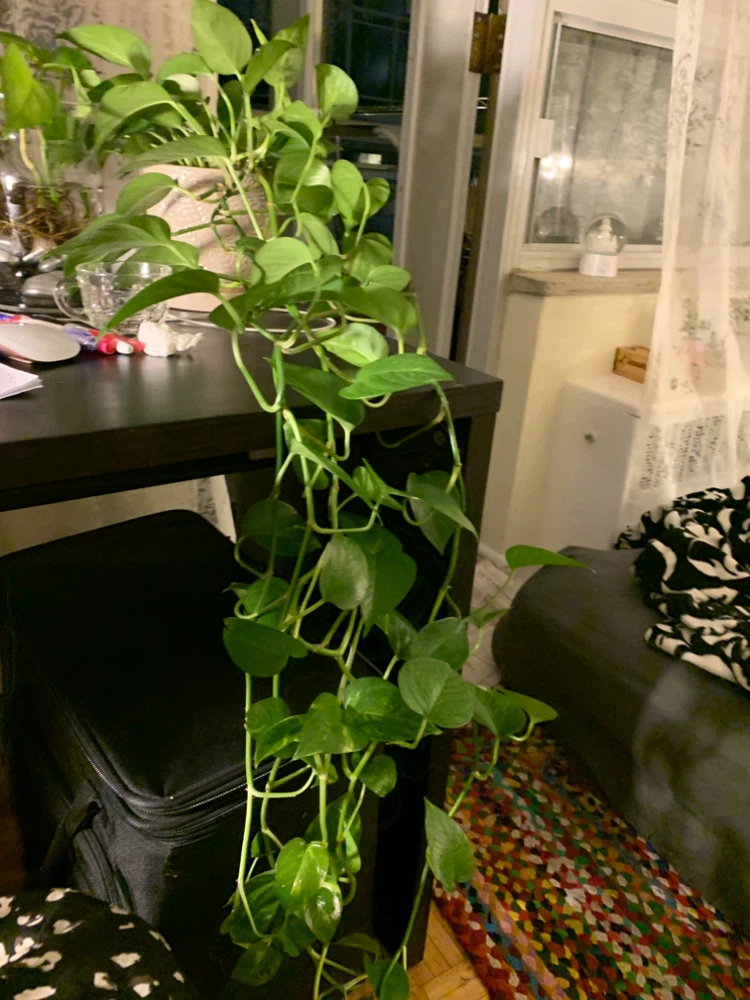 Pothos Plant - photo 2