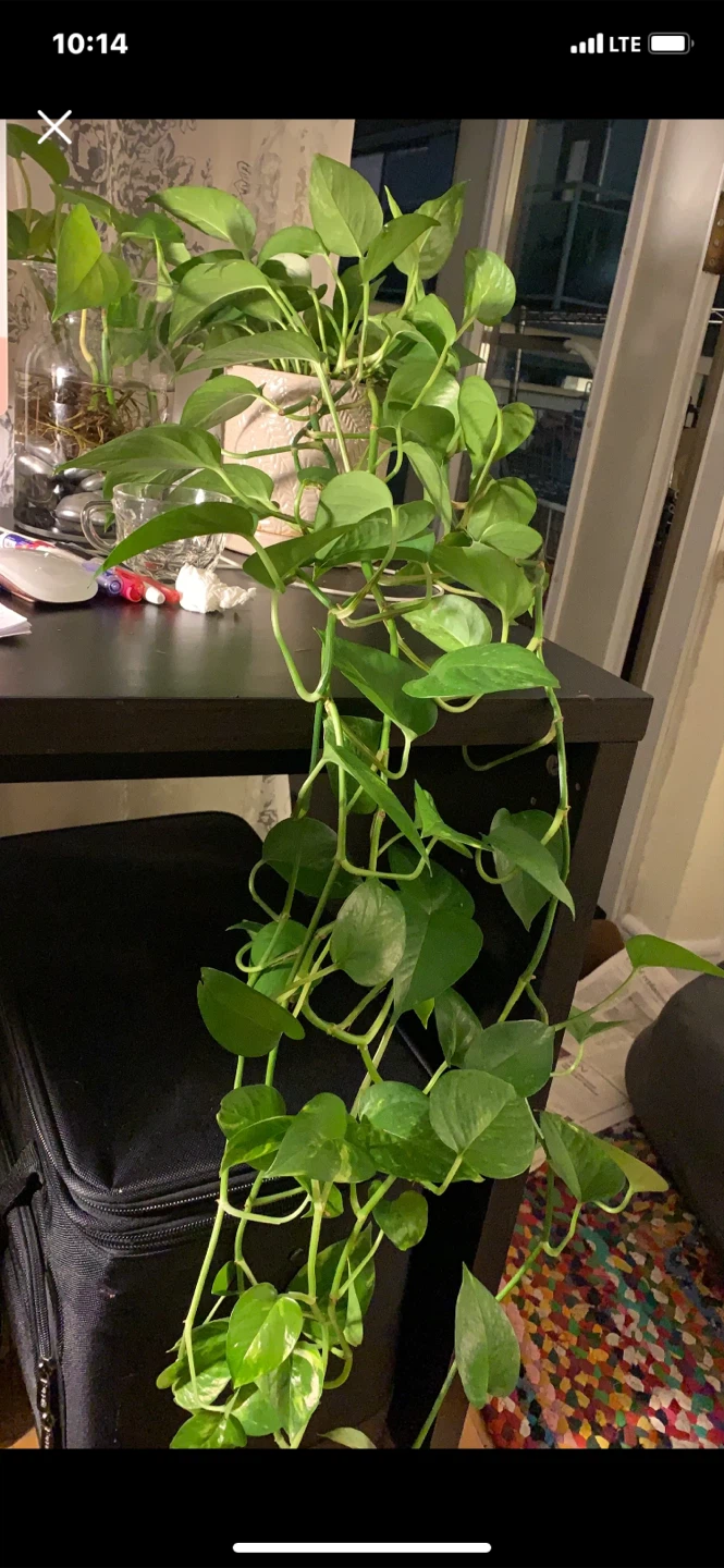Pothos Plant - photo 3