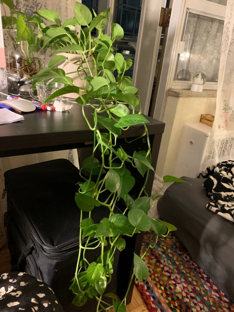 Pothos Plant - photo 4