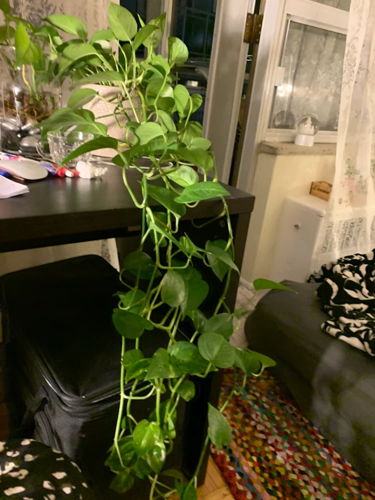 Pothos Plant - photo 5