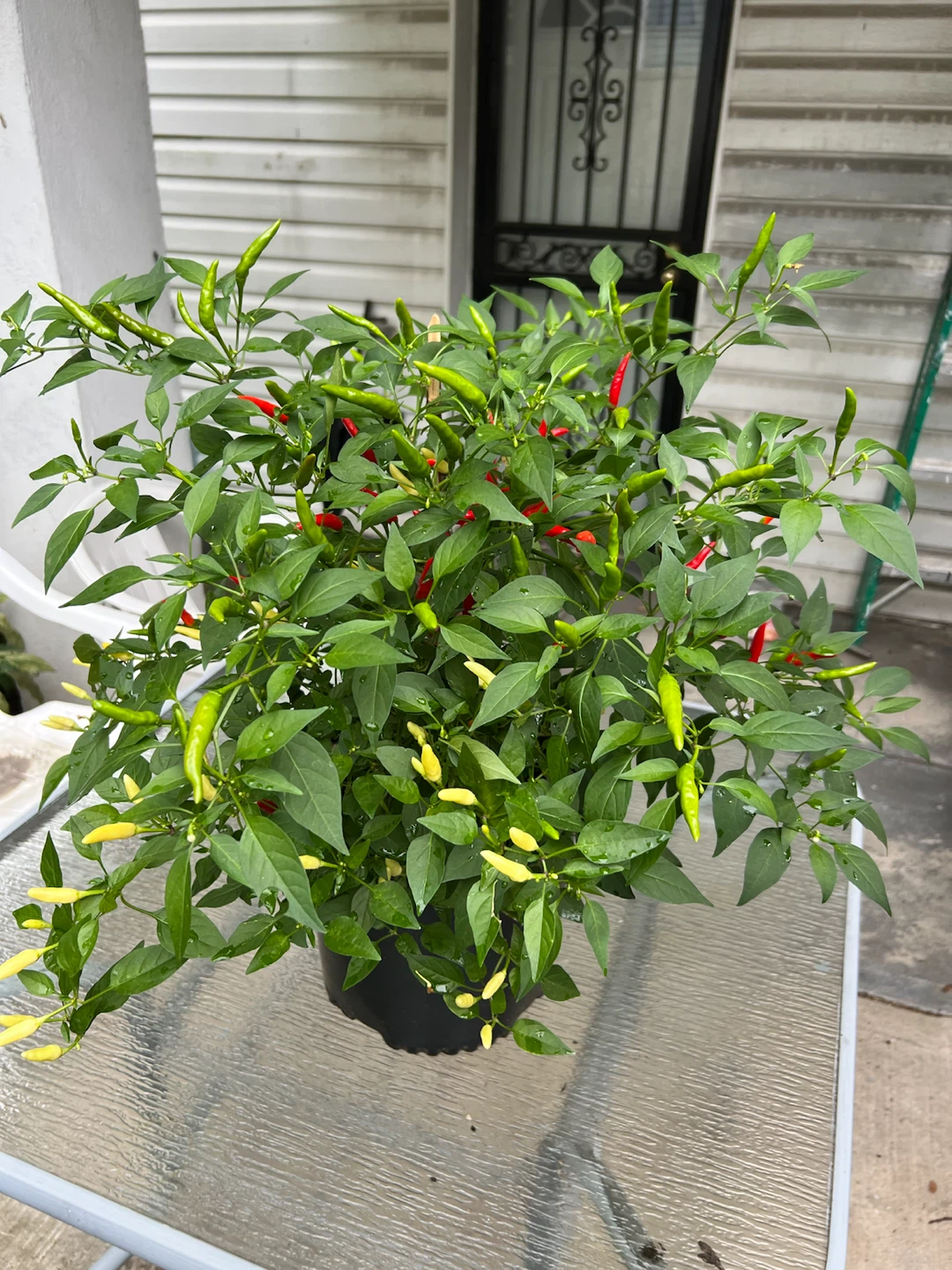 Potted organic Chili Pepper Plant with Red and Green Peppers