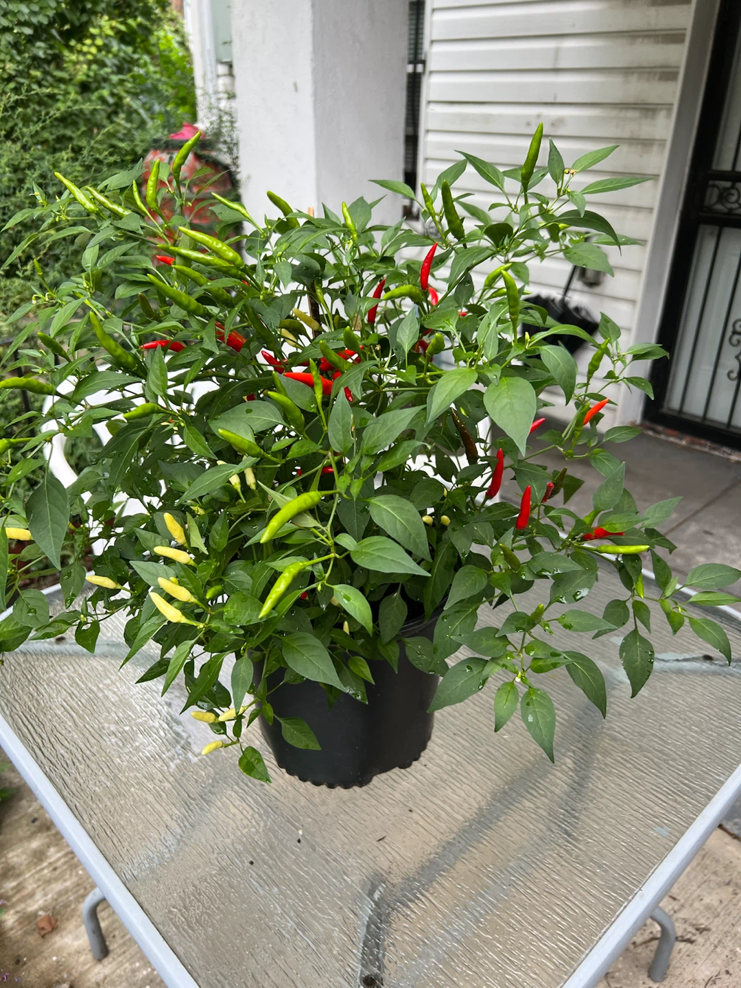 Potted organic Chili Pepper Plant with Red and Green Peppers - photo 2