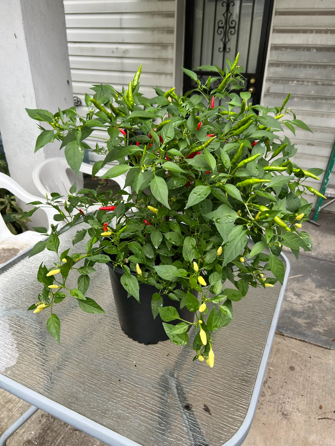 Potted organic Chili Pepper Plant with Red and Green Peppers - photo 3
