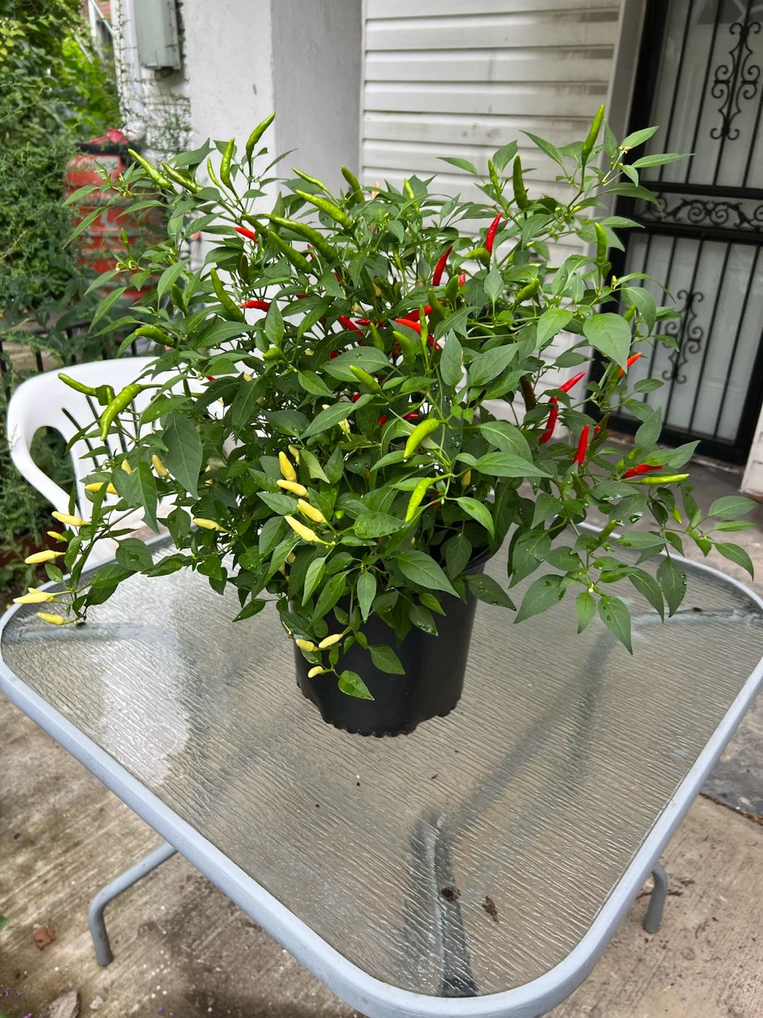 Potted organic Chili Pepper Plant with Red and Green Peppers - photo 4