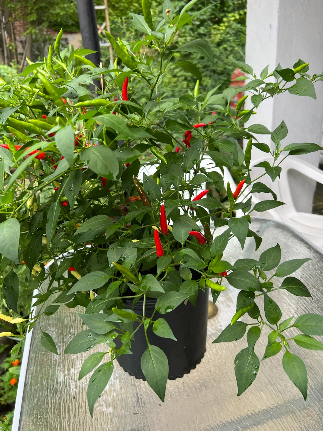Potted organic Chili Pepper Plant with Red and Green Peppers - photo 5