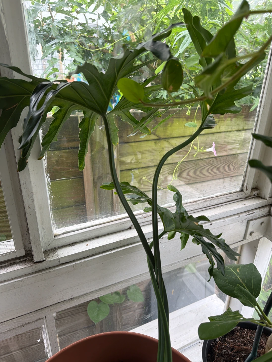 Philodendron Selloum Plant in 16” pot - photo 2