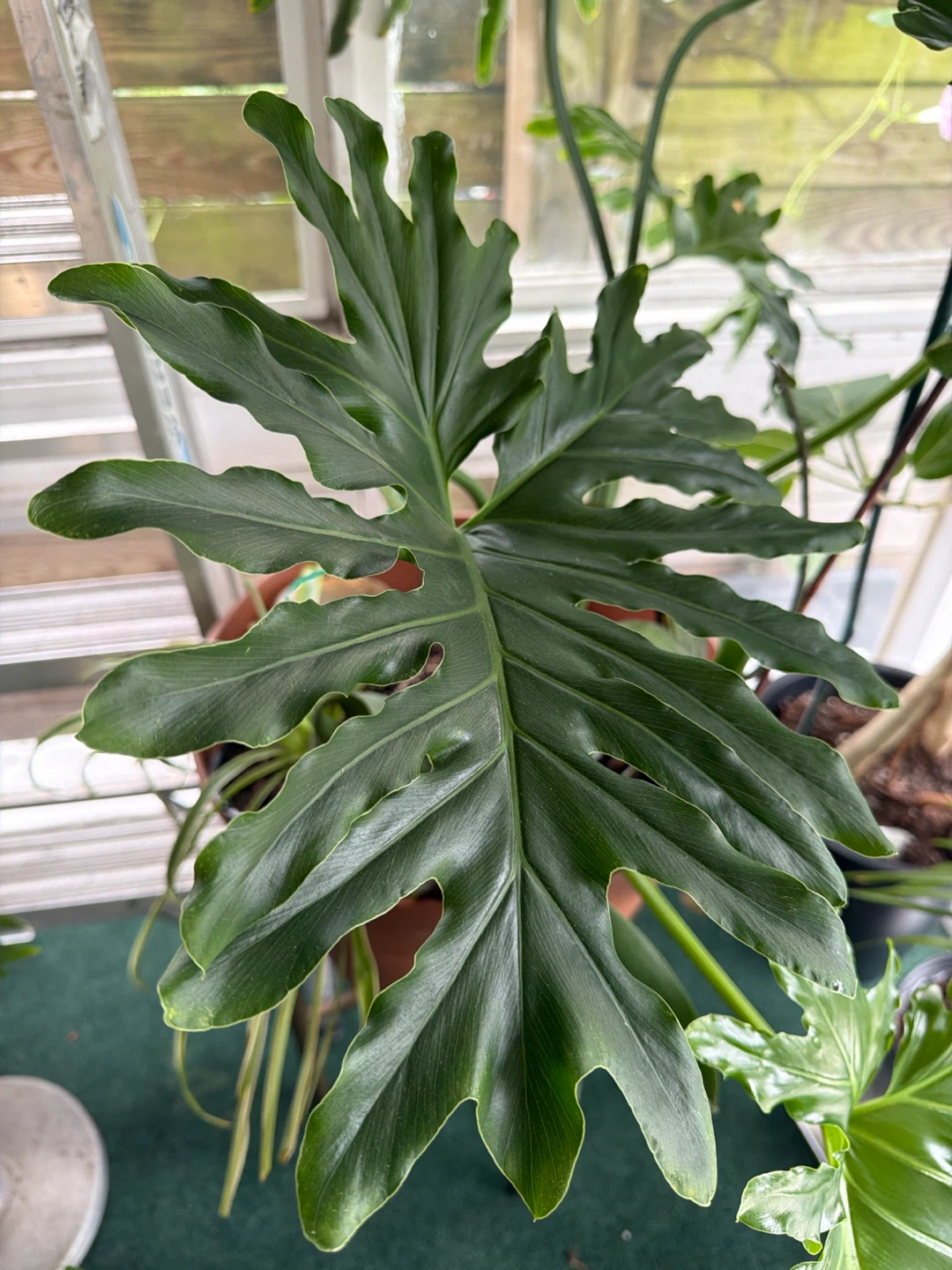 Philodendron Selloum Plant in 16” pot - photo 3