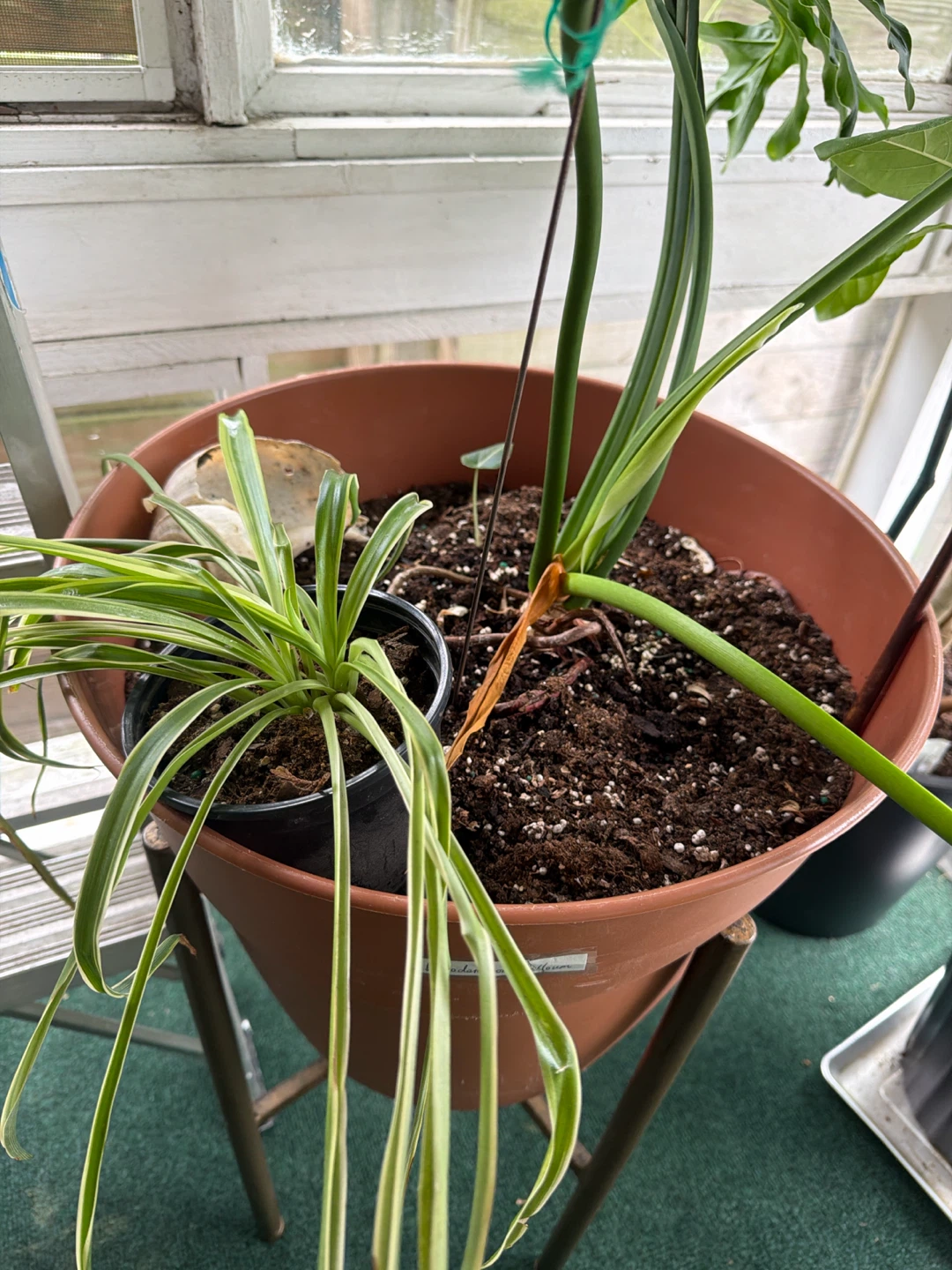 Philodendron Selloum Plant in 16” pot - photo 5