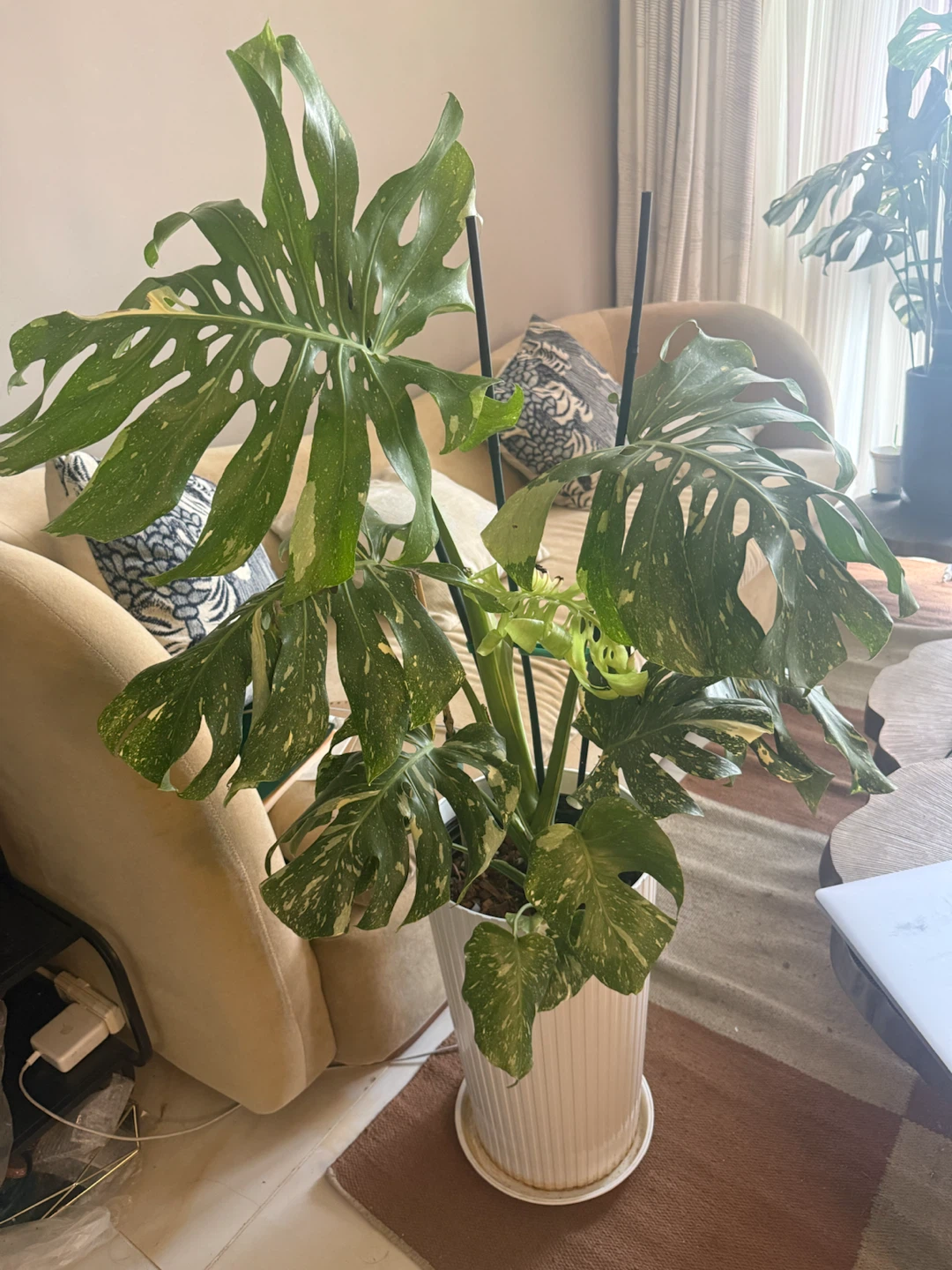 Huge size Monstera Thai Con whole plant