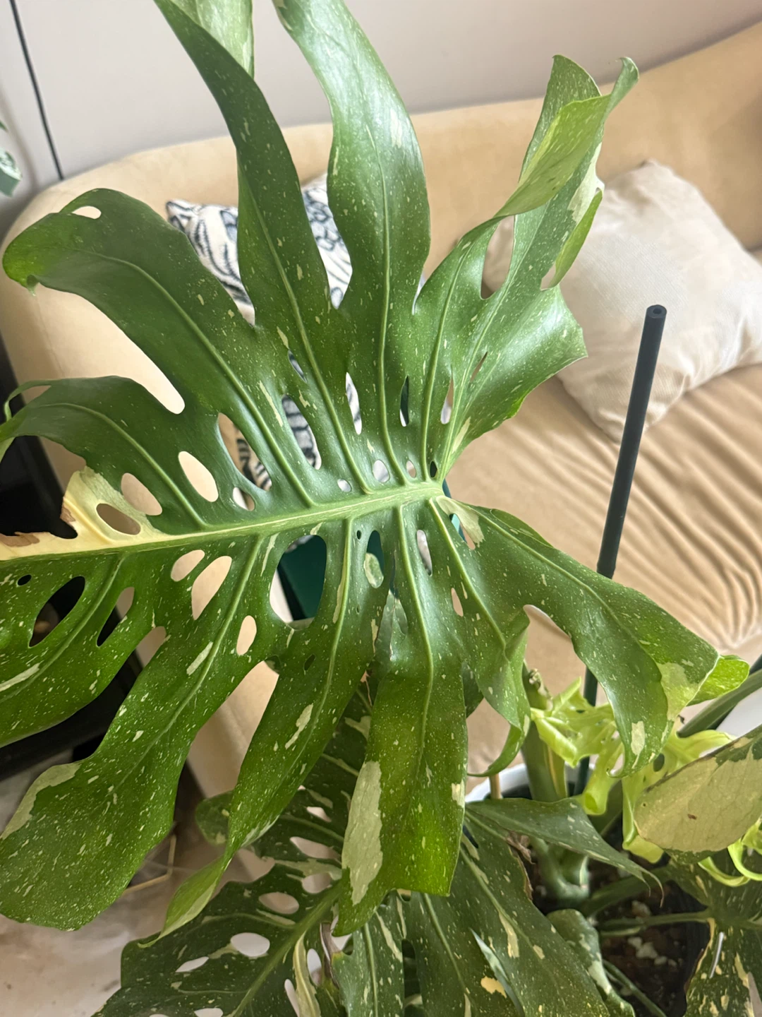 Huge size Monstera Thai Con whole plant - photo 2