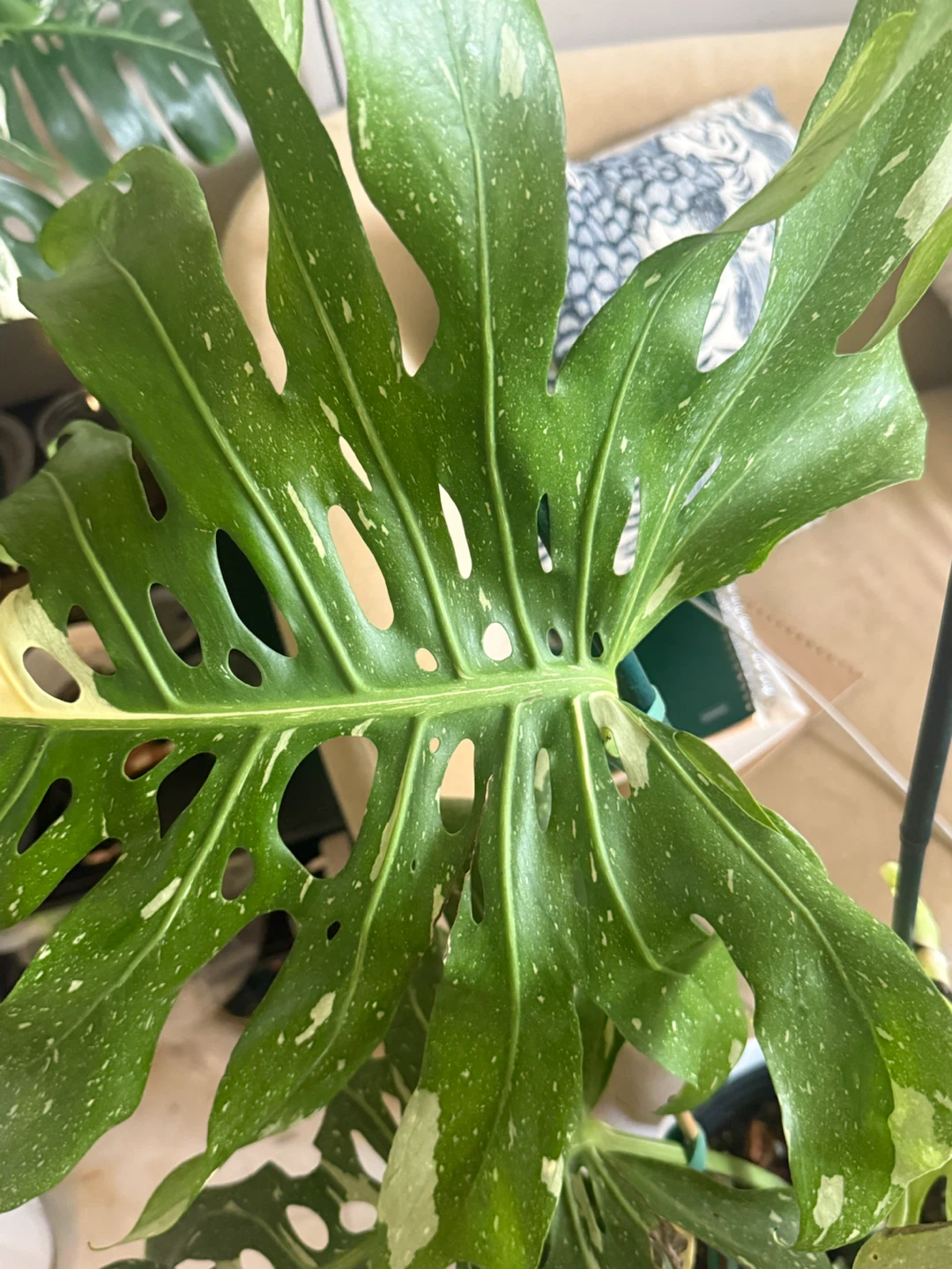Huge size Monstera Thai Con whole plant - photo 3