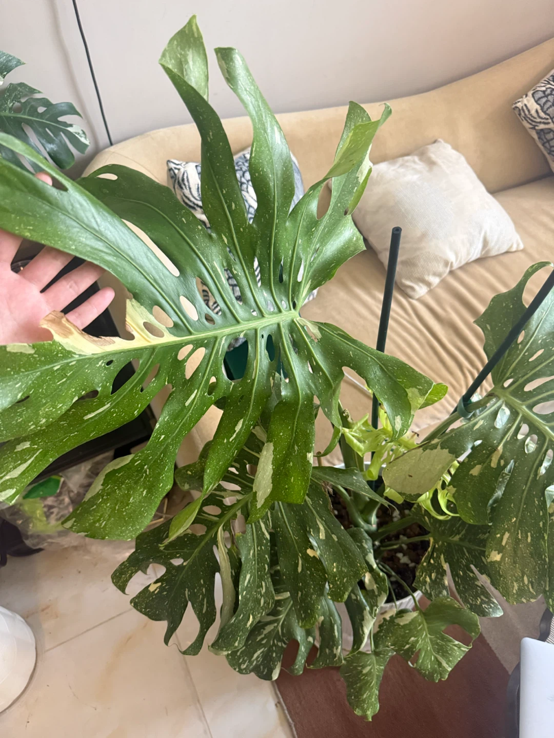 Huge size Monstera Thai Con whole plant - photo 4