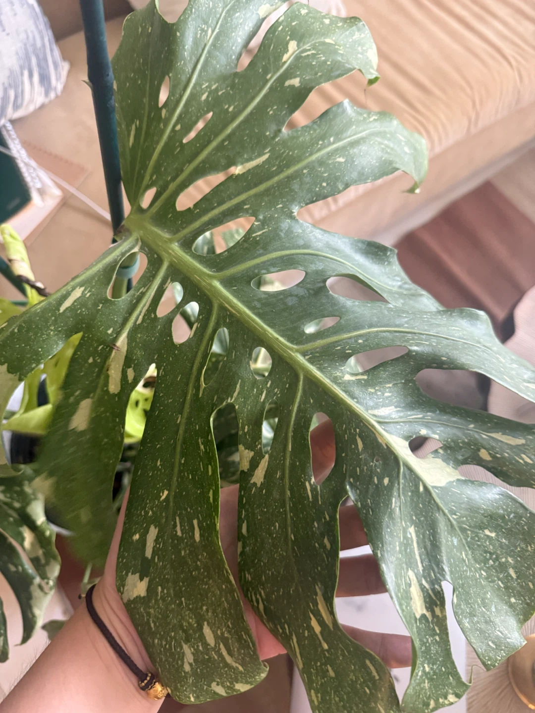 Huge size Monstera Thai Con whole plant - photo 5