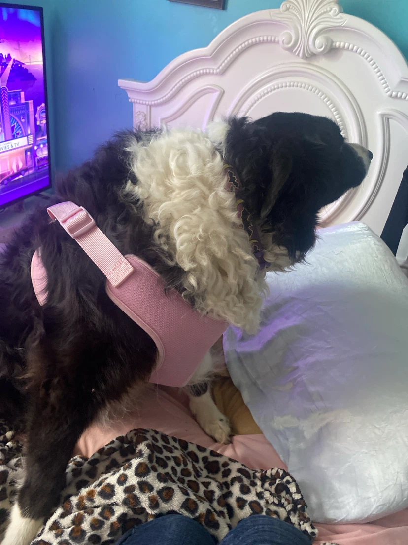 Top Paw Pink Dog Harness - Size XL - photo 2