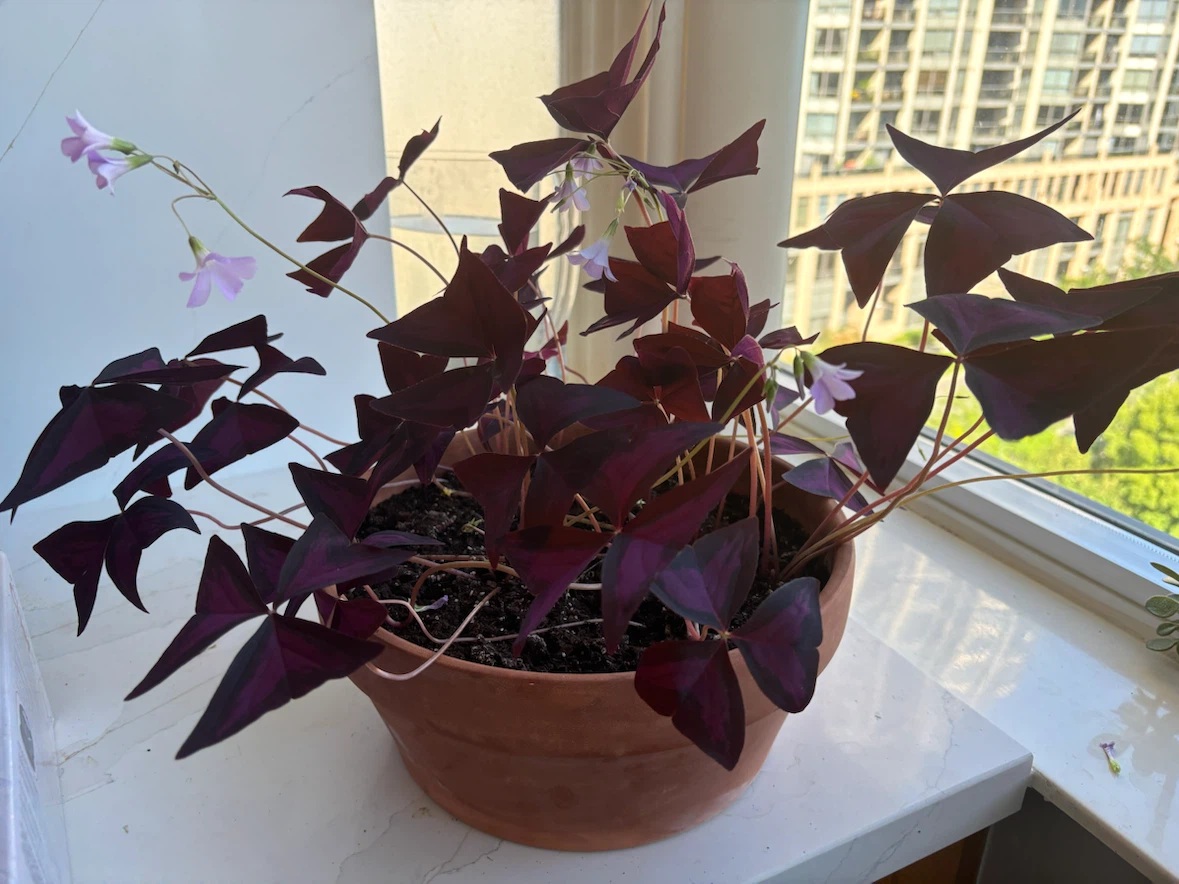 Purple Shamrock Plant (Oxalis triangularis)