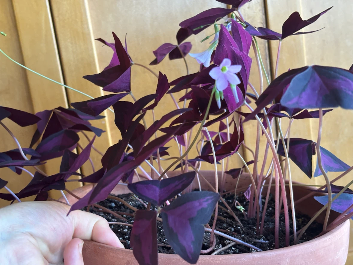 Purple Shamrock Plant (Oxalis triangularis) - photo 2