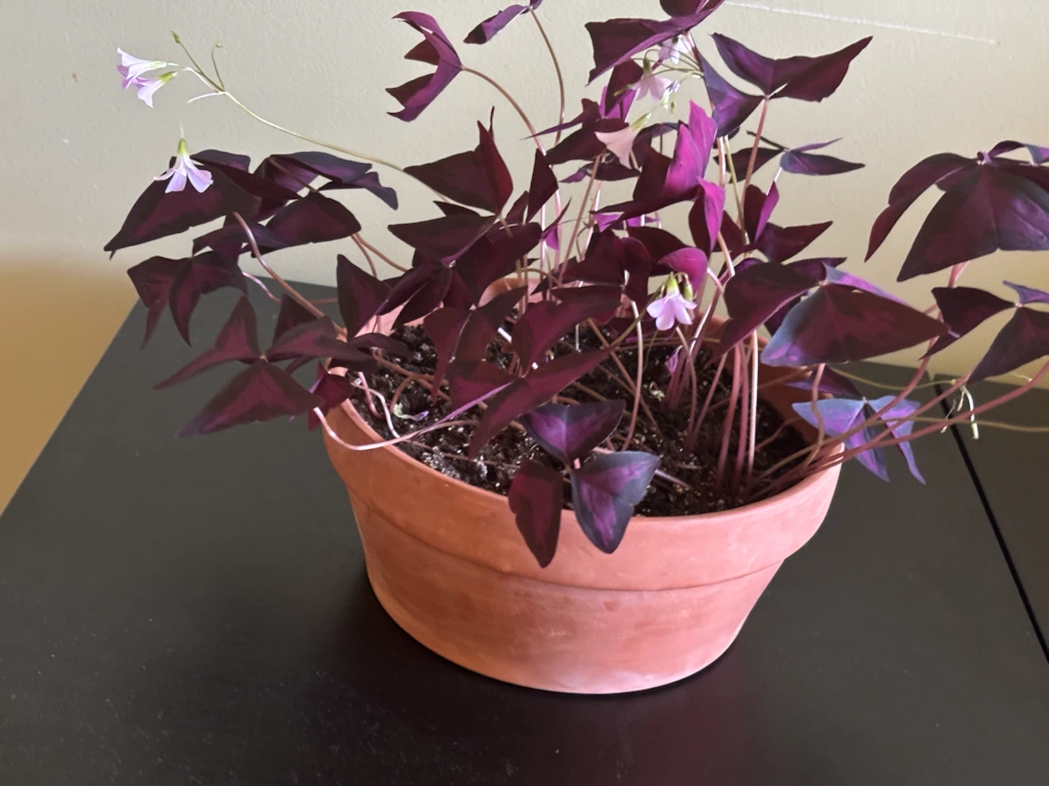 Purple Shamrock Plant (Oxalis triangularis) - photo 3