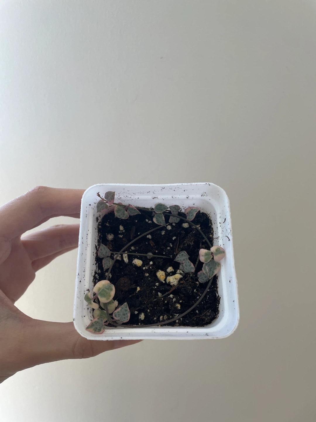 Variegated string of hearts small