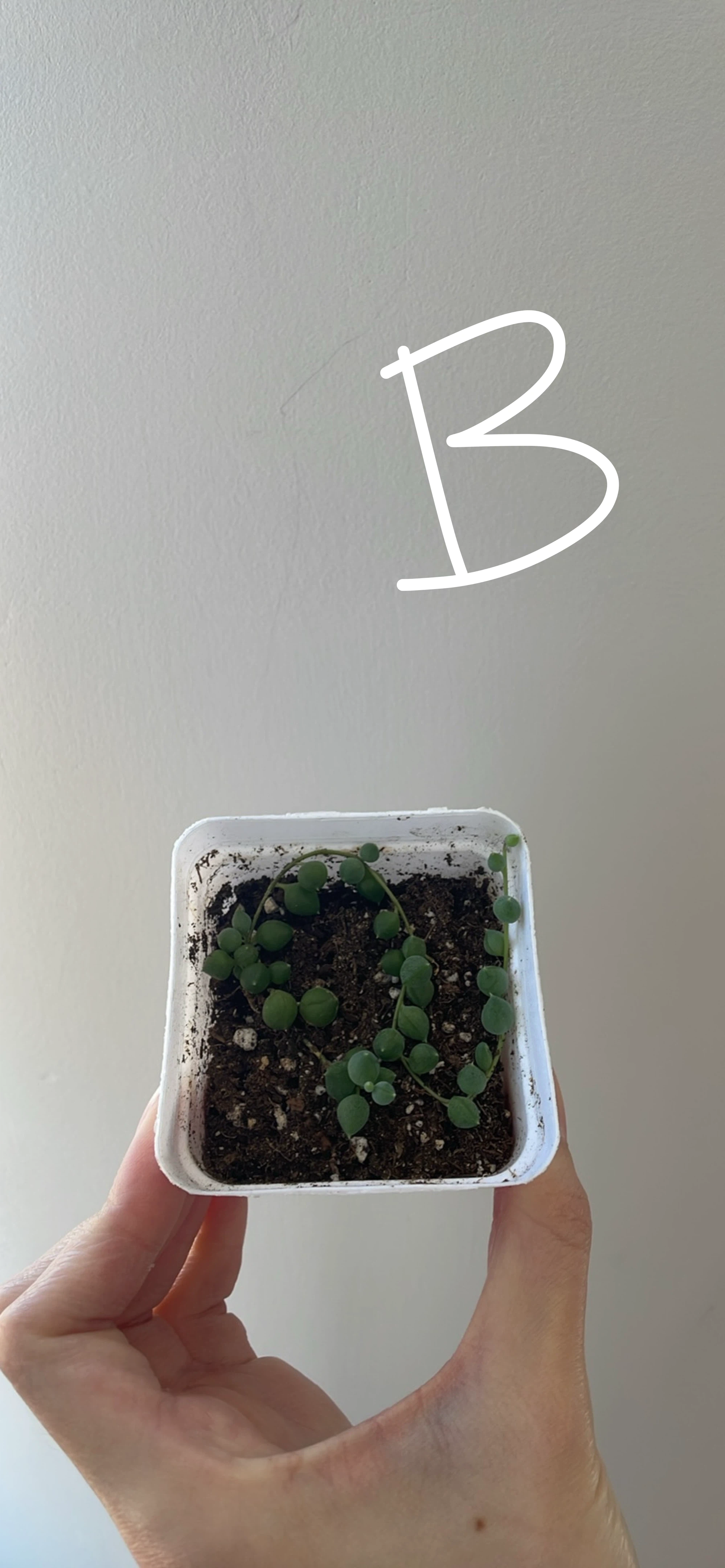 String of Pearls (cuttings or potted starting from $4) - photo 3
