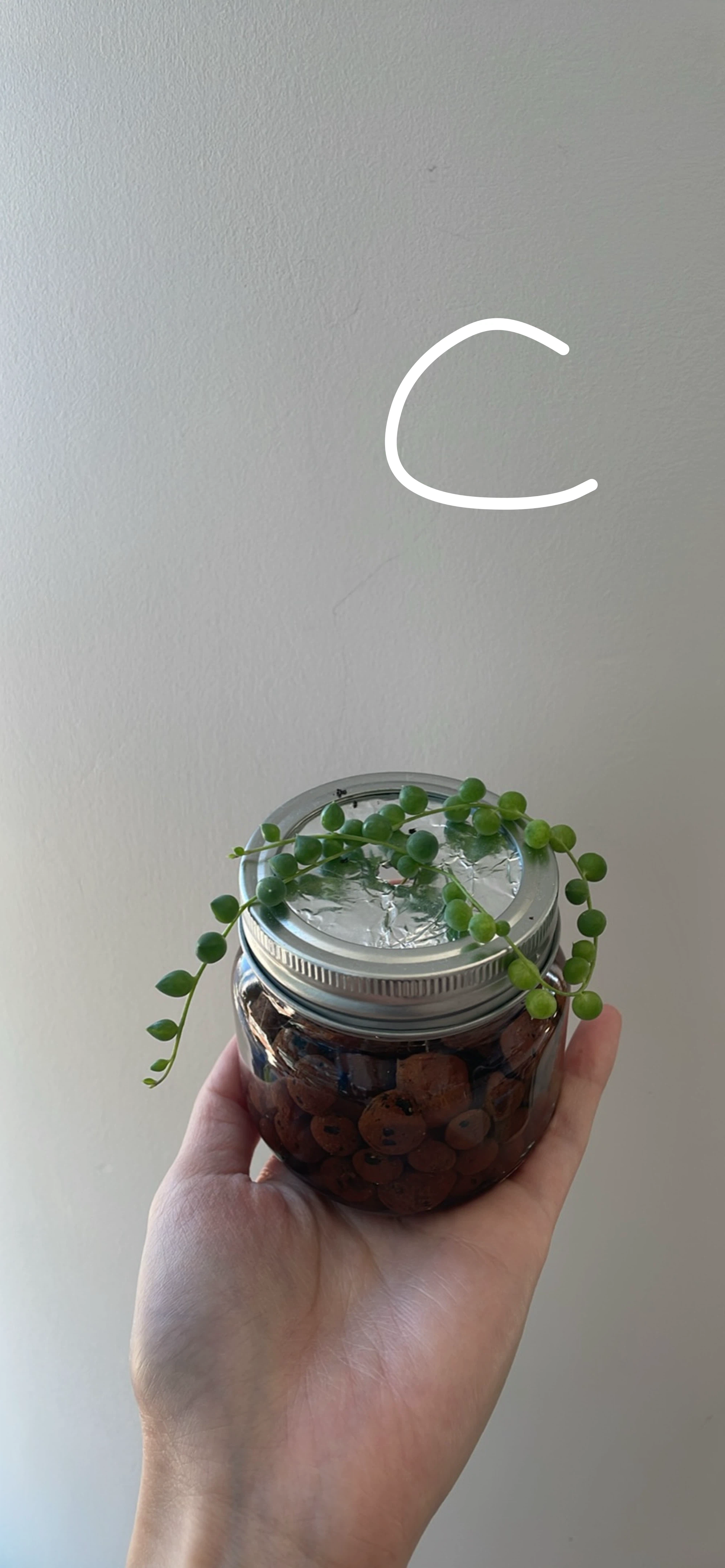 String of Pearls (cuttings or potted starting from $4) - photo 4