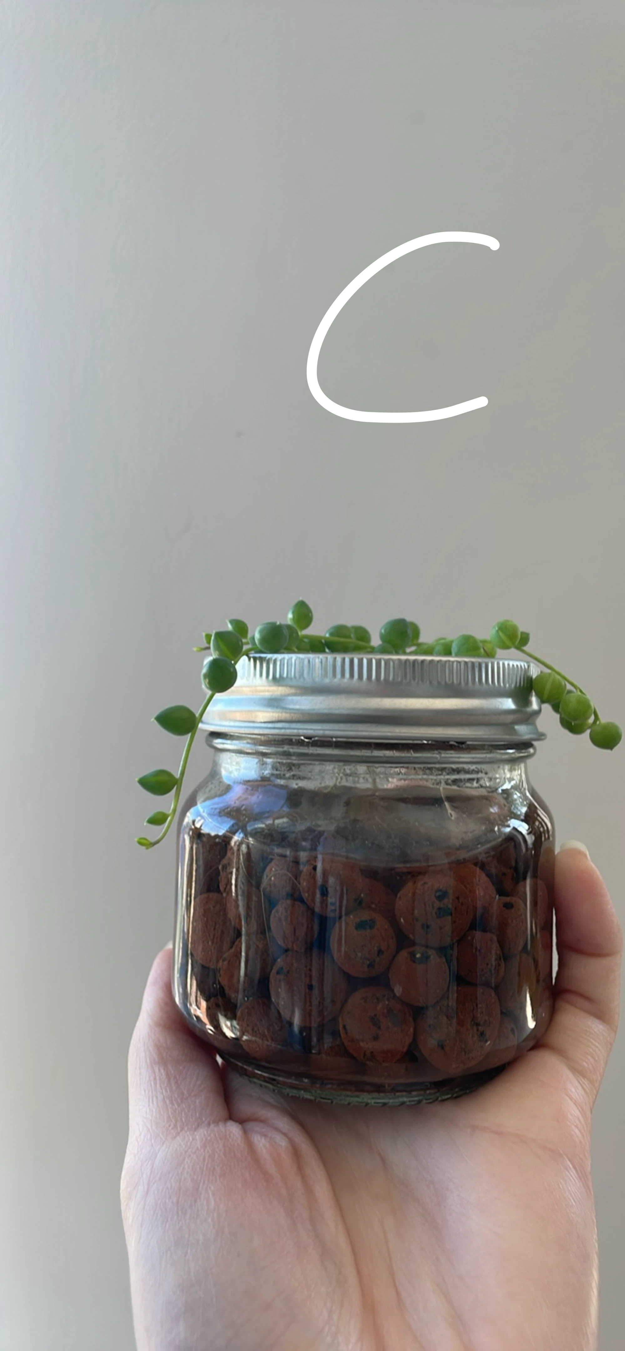 String of Pearls (cuttings or potted starting from $4) - photo 5