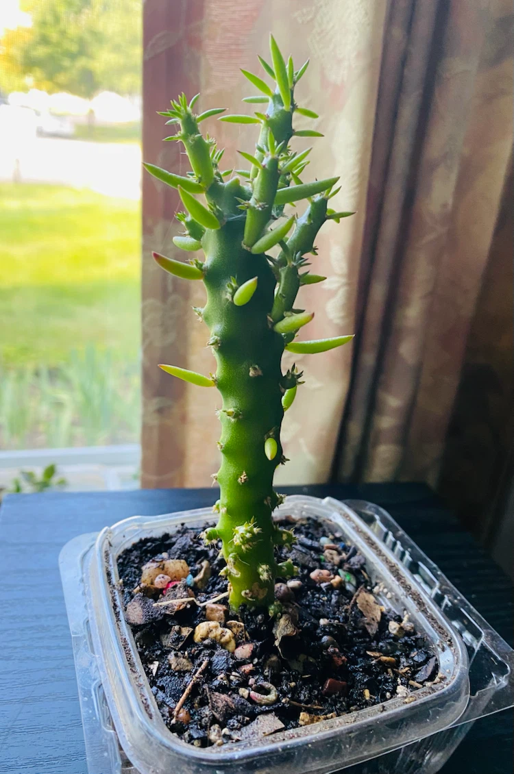 Eve’s Pin, ~8” tall