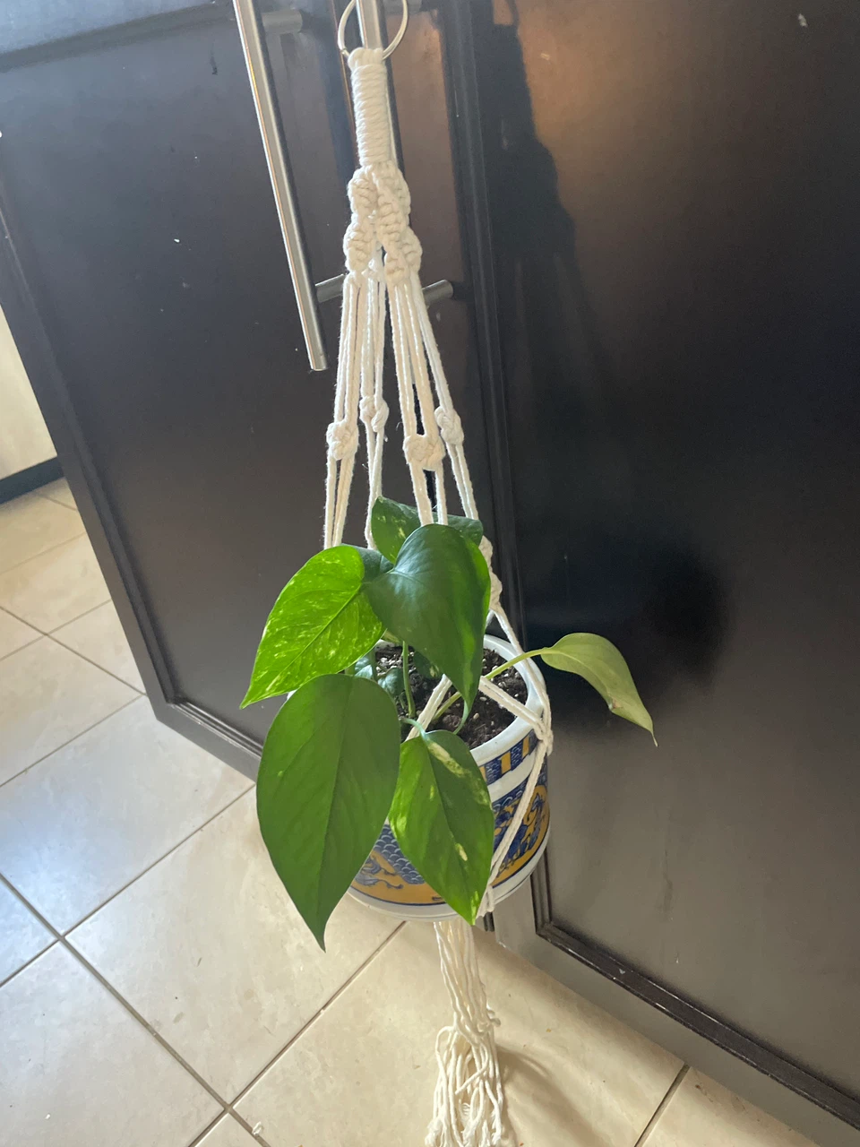 Pothos Plant in Decorative Pot with Macrame Hanger