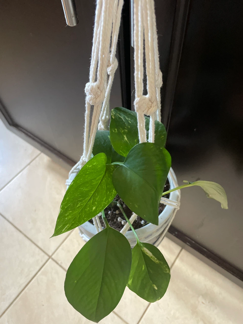 Pothos Plant in Decorative Pot with Macrame Hanger - photo 3