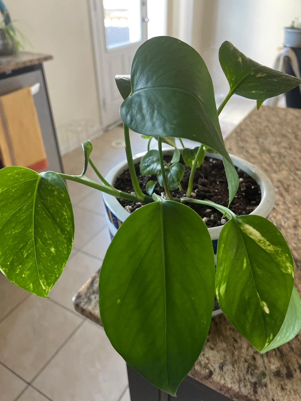 Pothos Plant in Decorative Pot with Macrame Hanger - photo 4
