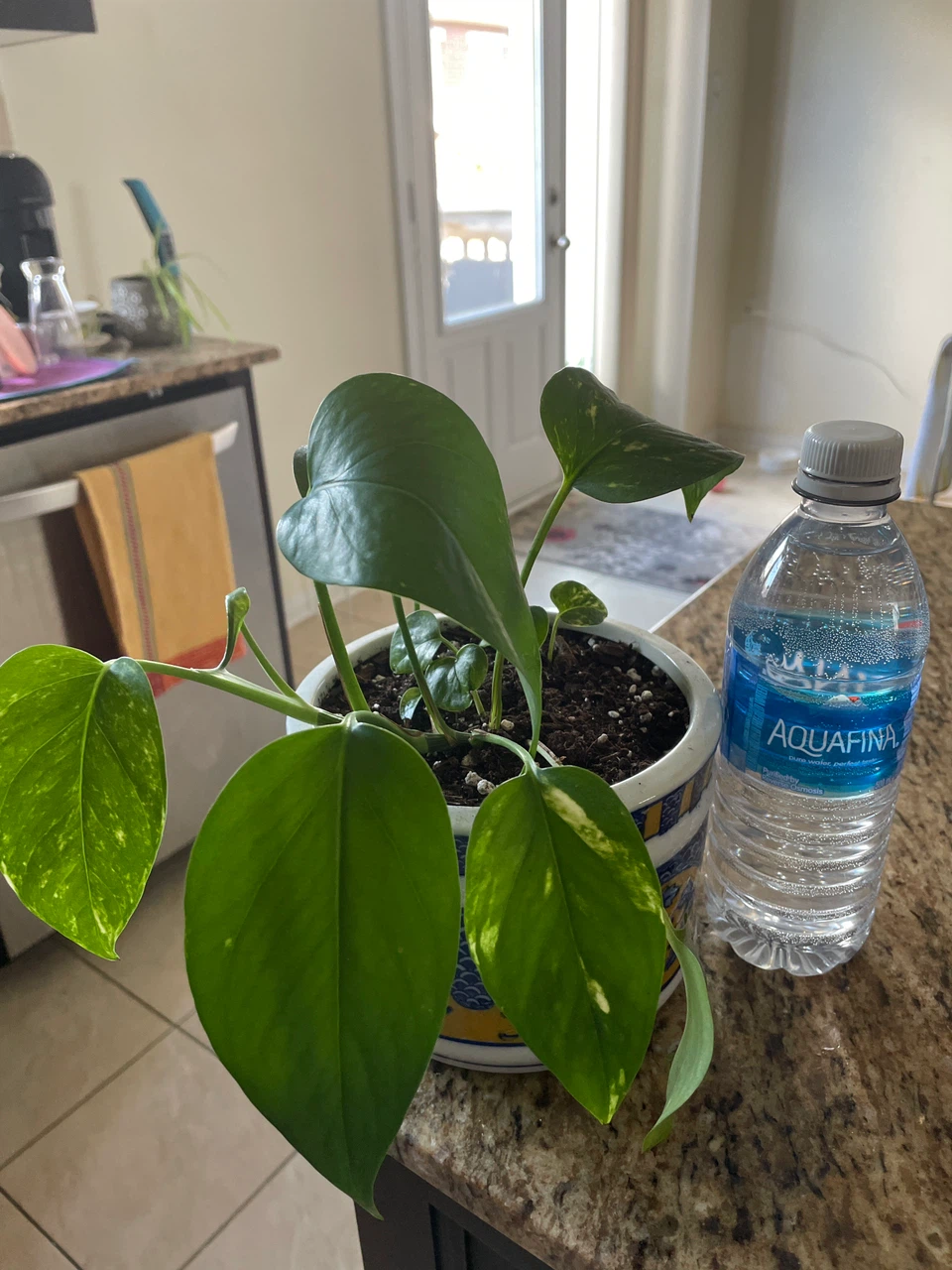 Pothos Plant in Decorative Pot with Macrame Hanger - photo 5