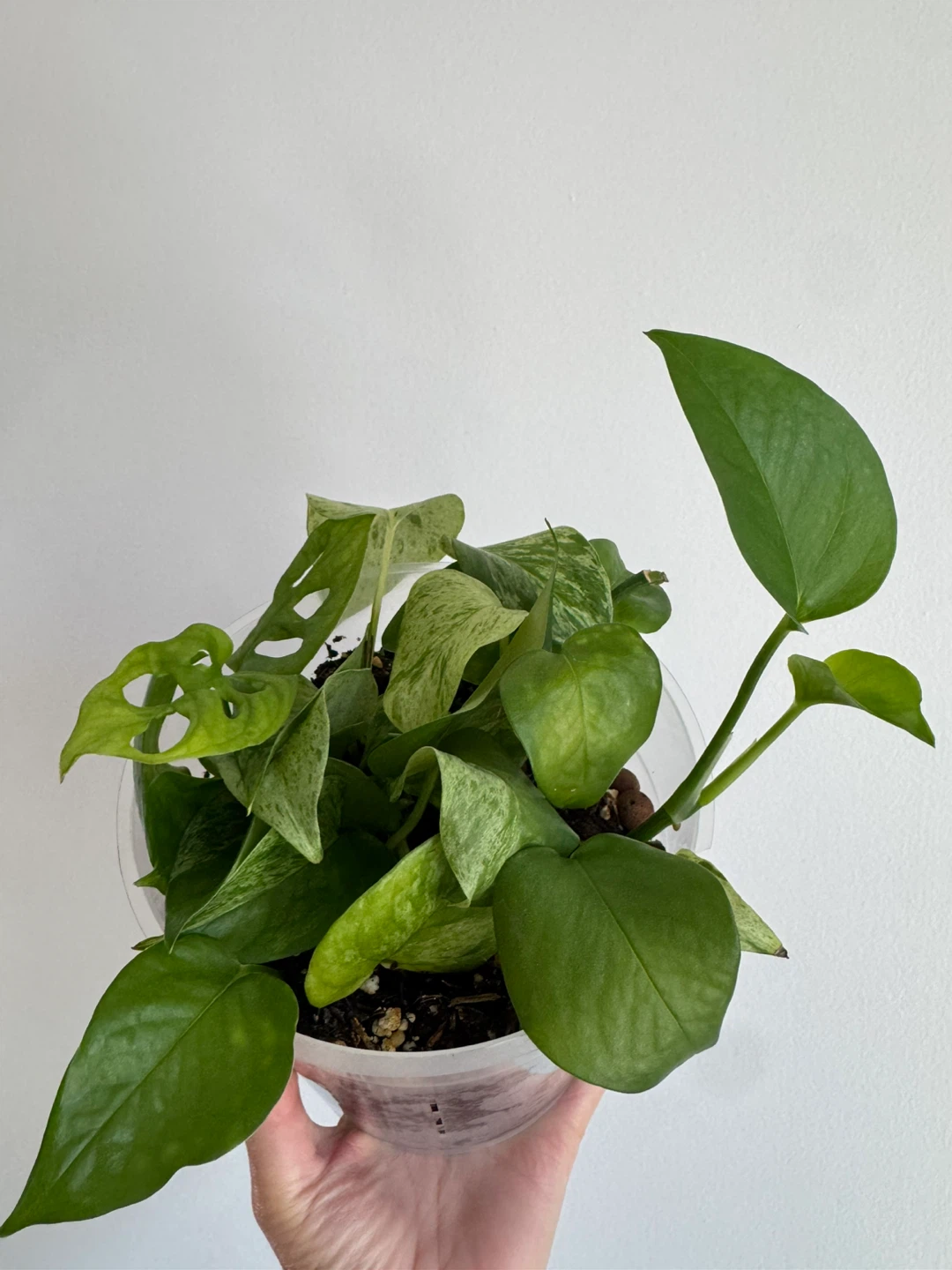 Marble Queen Pothos - photo 3