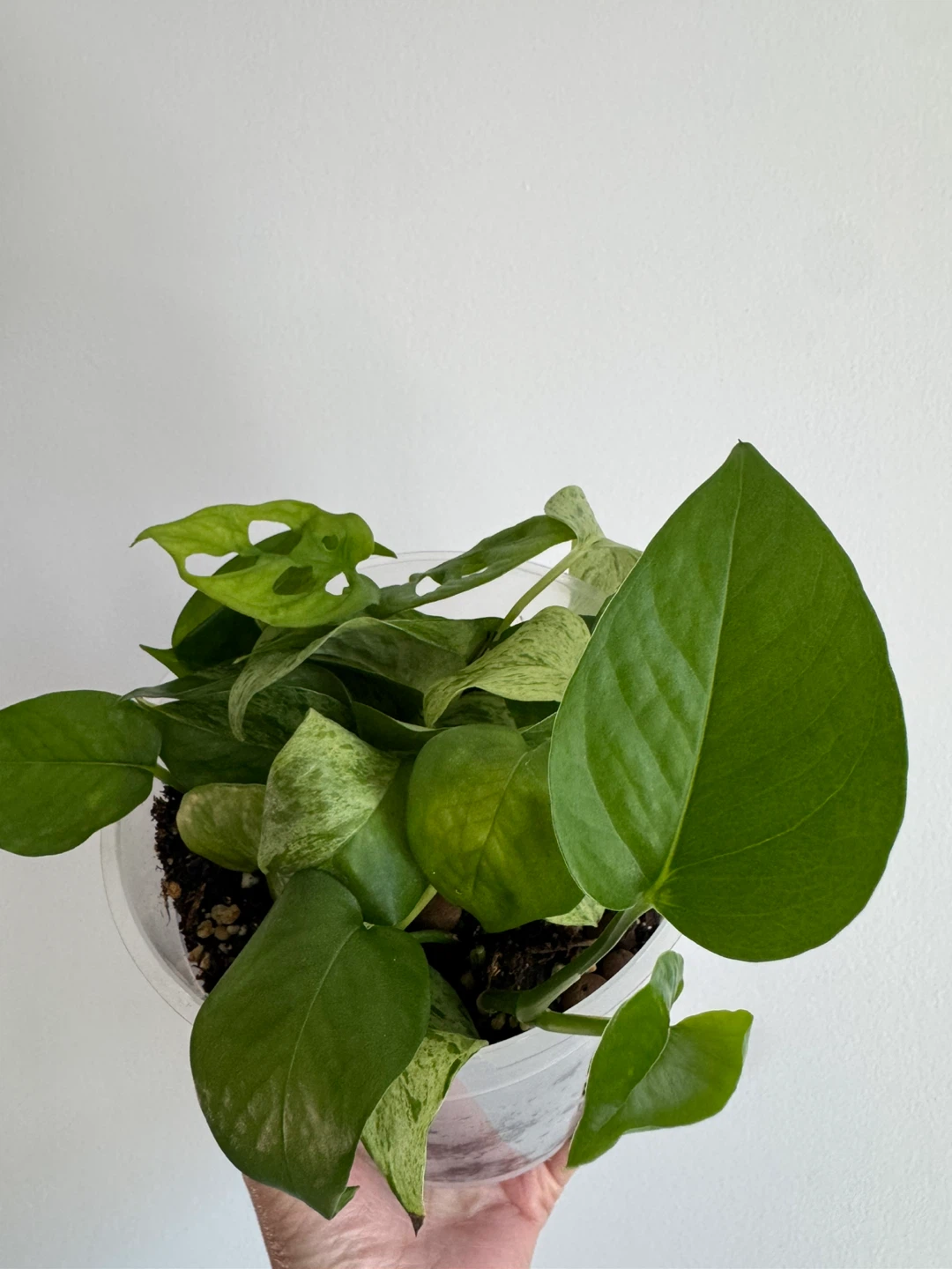Marble Queen Pothos