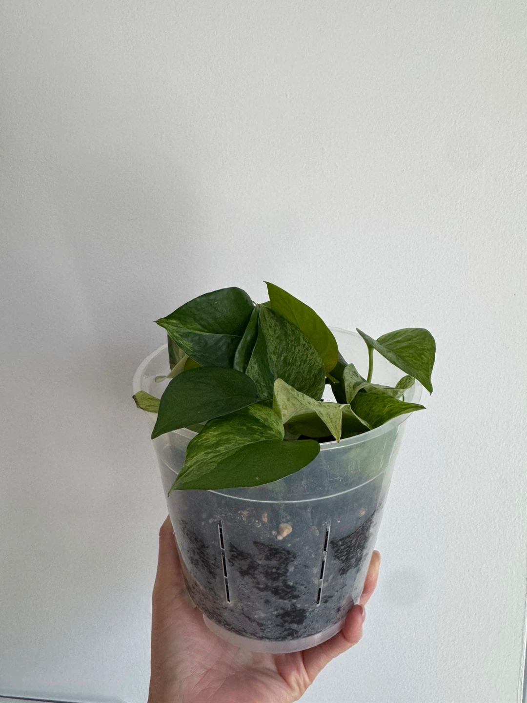 Marble Queen Pothos - photo 4