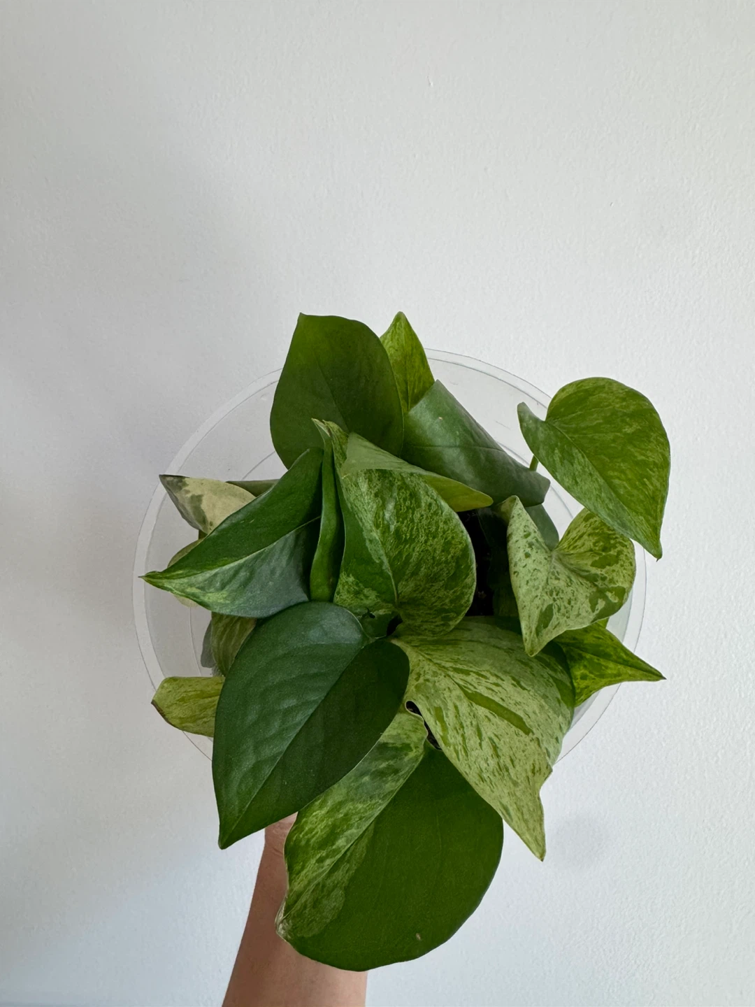 Marble Queen Pothos - photo 2