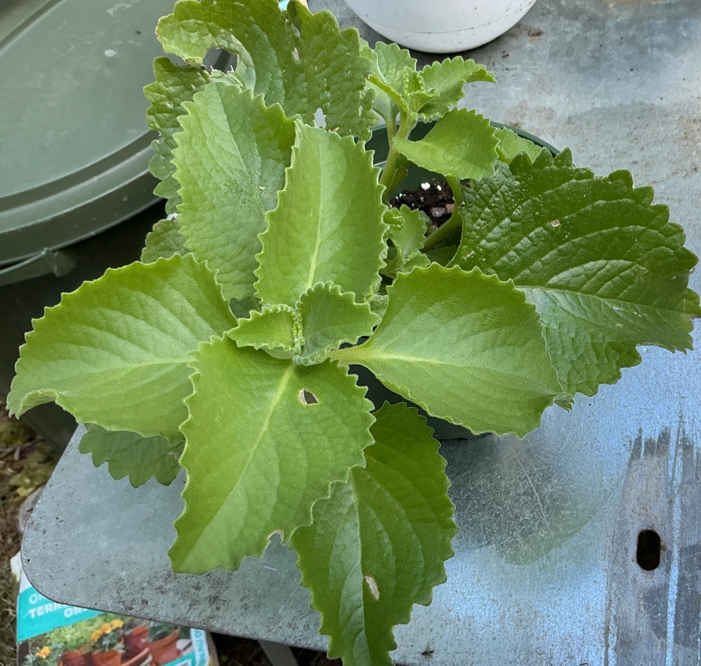 Cuban oregano or Mexican mint