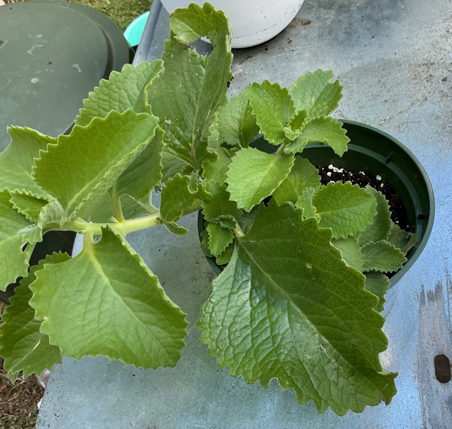 Cuban oregano or Mexican mint - photo 2