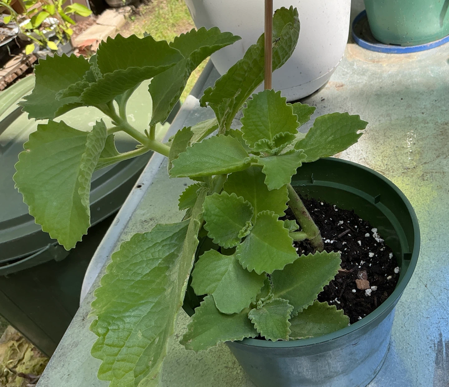 Cuban oregano or Mexican mint - photo 3