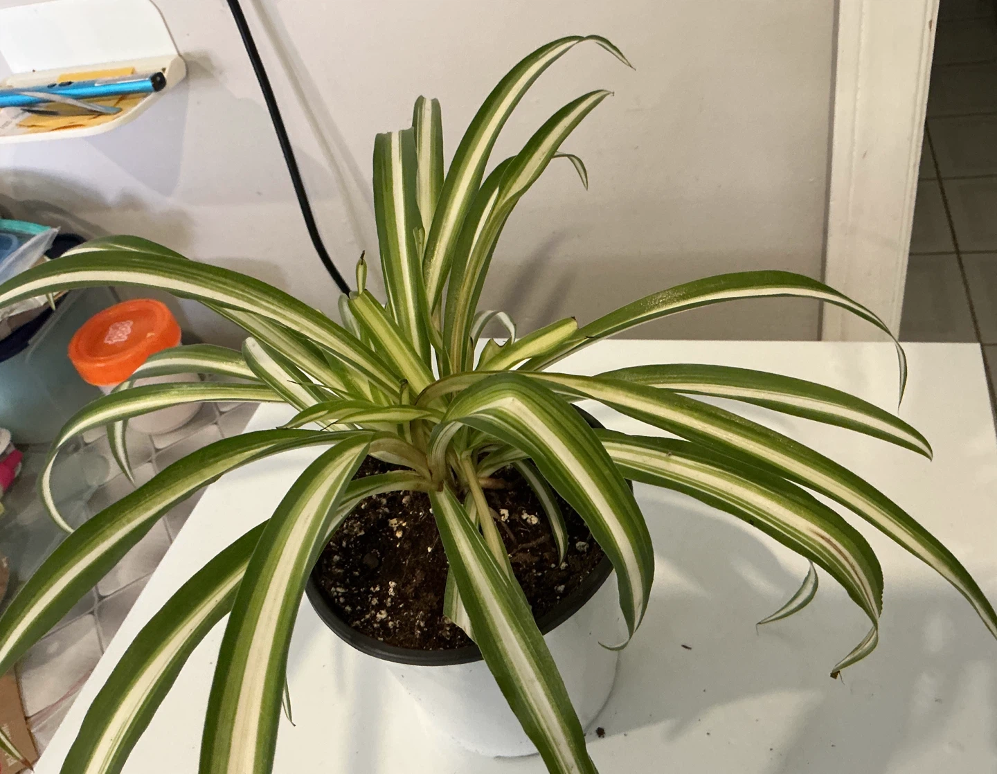 Spider Plant in Pot