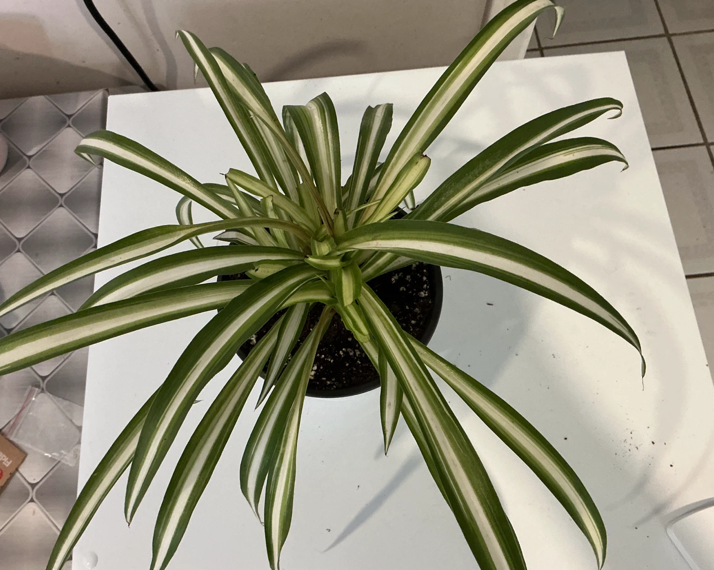 Spider Plant in Pot - photo 2