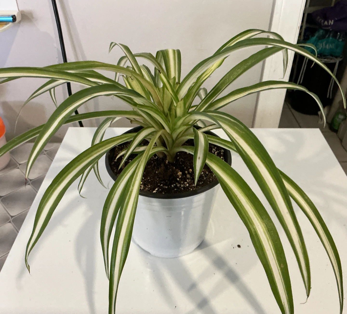 Spider Plant in Pot - photo 3