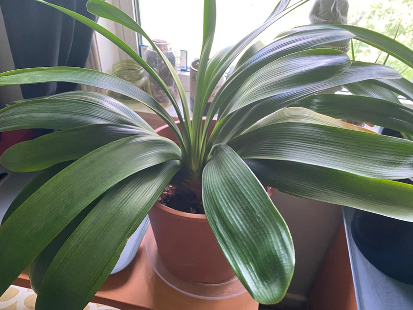 Mature Clivia Plant