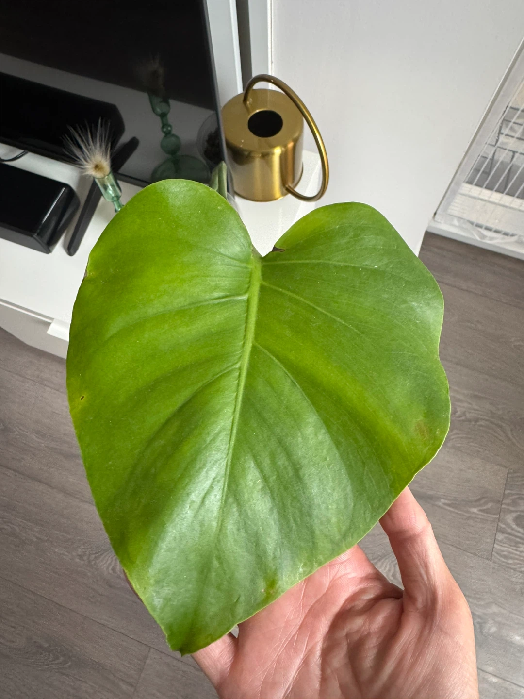 Monstera Deliciosa - photo 2