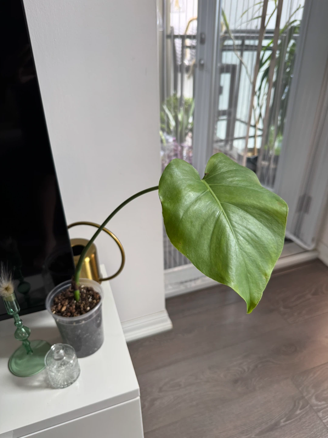 Monstera Deliciosa