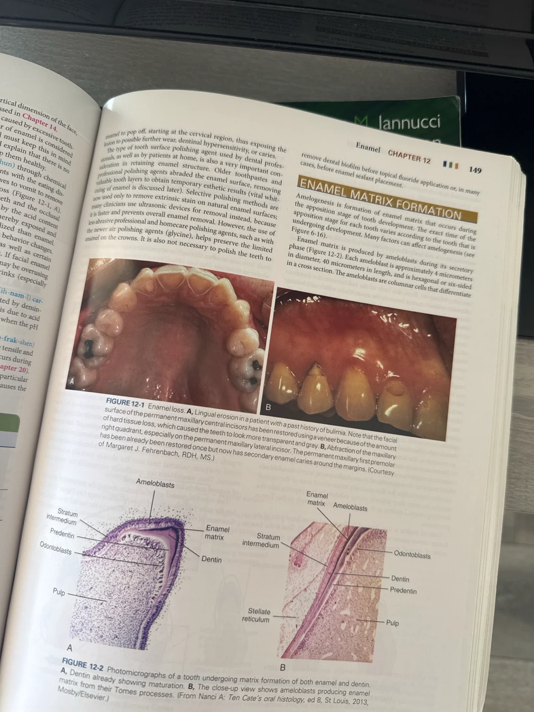 Illustrated Dental Embryology, Histology, and Anatomy - photo 2